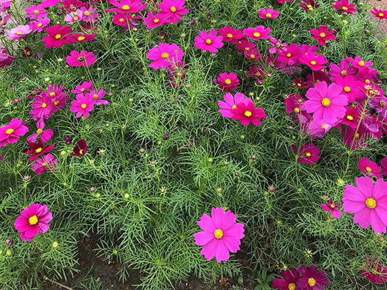 順德創(chuàng)意仿真花鮮花|綠化商住小區(qū)設(shè)計(jì)