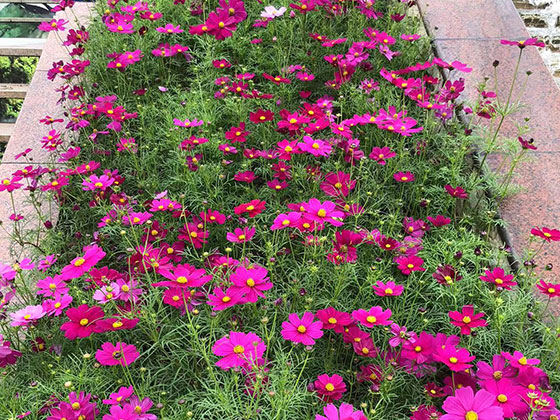 海西仿真花花藝|綠植花卉設(shè)計(jì)